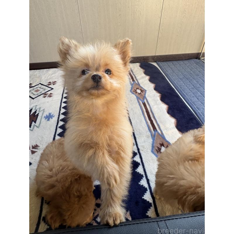 販売中の茨城県のポメプー:ポメラニアン×トイプードル-429917の6枚目