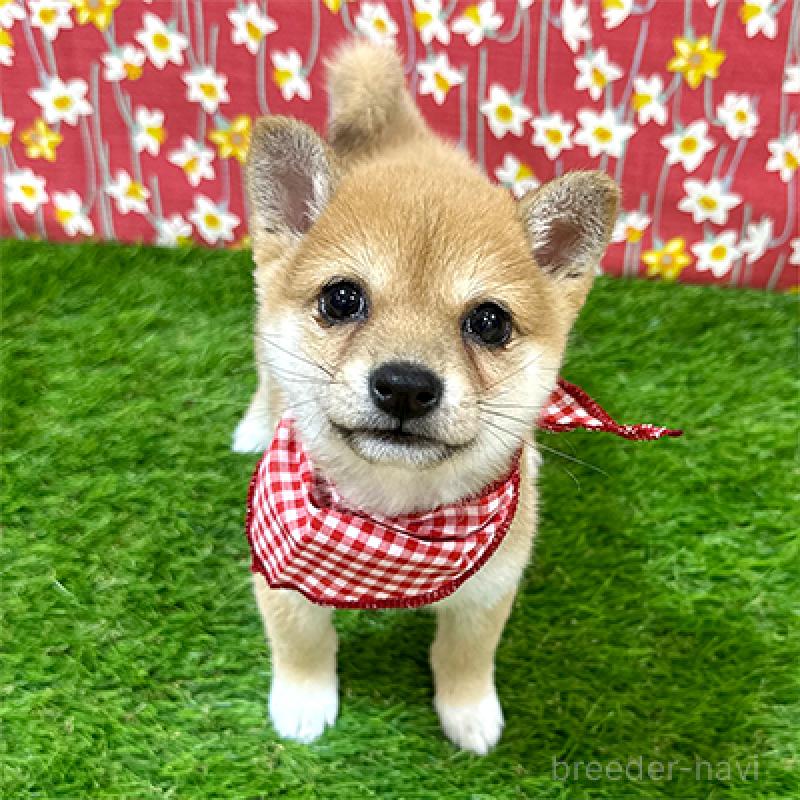 販売中の神奈川県の豆柴-433306