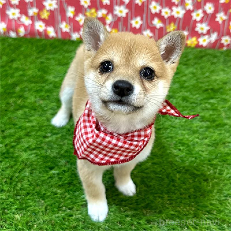 販売中の神奈川県の豆柴-433306の4枚目