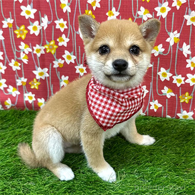 販売中の神奈川県の豆柴-433306の3枚目