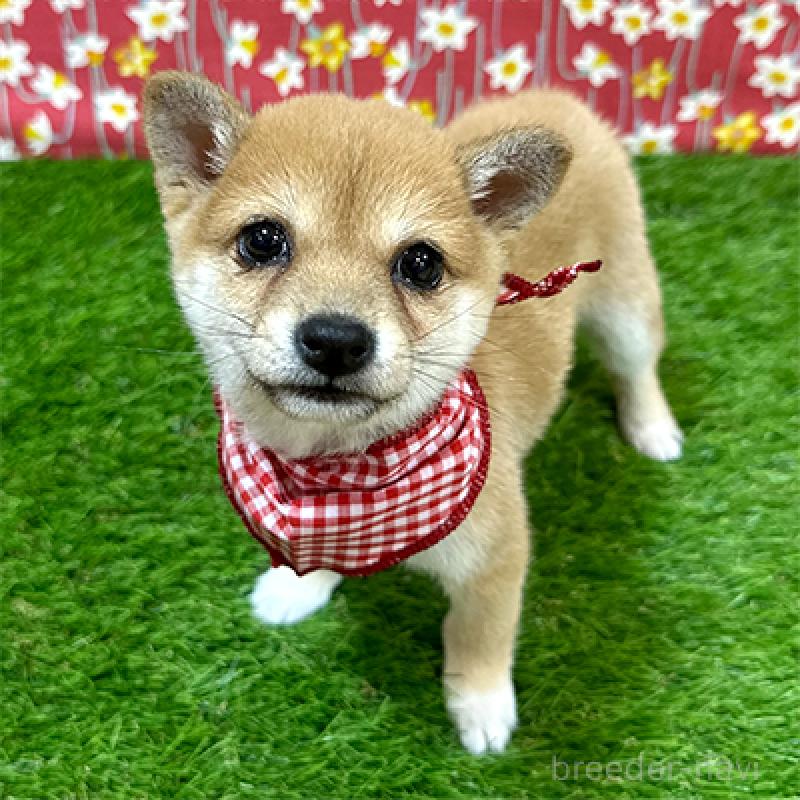 販売中の神奈川県の豆柴-433306の2枚目