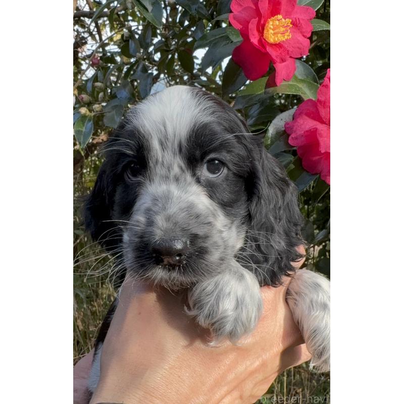 販売中の佐賀県のイングリッシュコッカースパニエル-427605の4枚目