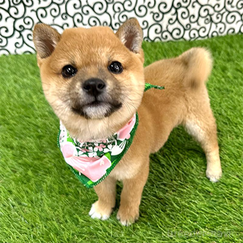 販売中の神奈川県の豆柴-433307