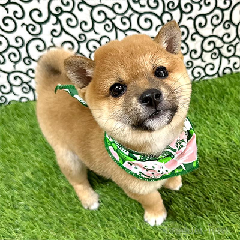 販売中の神奈川県の豆柴-433307の4枚目