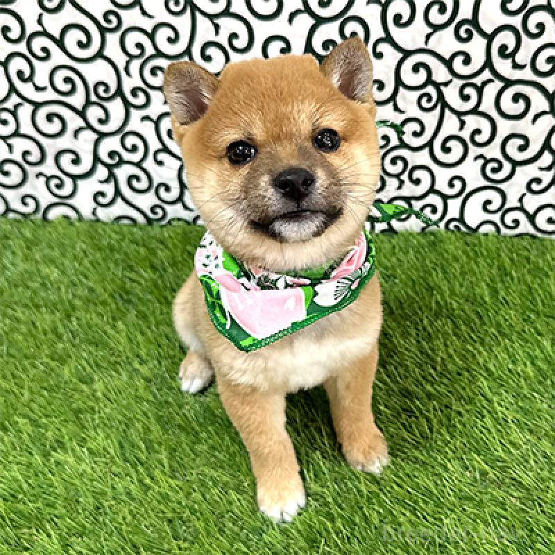 販売中の神奈川県の豆柴-433307の3枚目