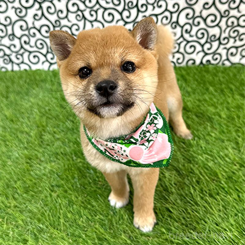 販売中の神奈川県の豆柴-433307の2枚目