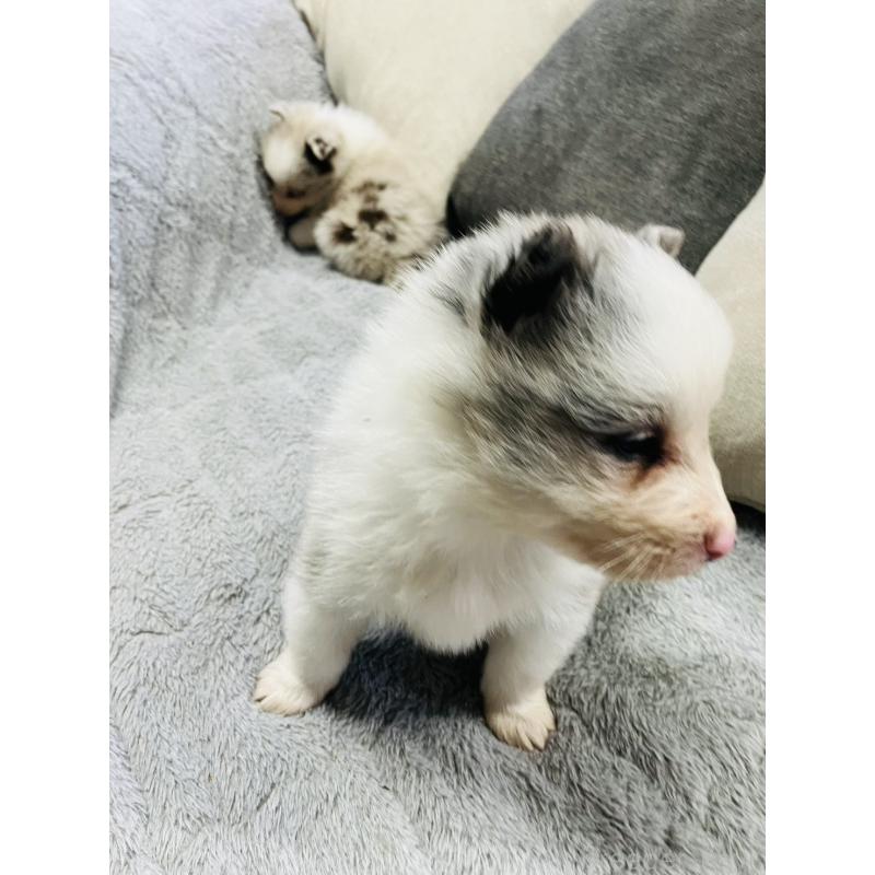 販売中の福岡県のボーダーコリー-433308の6枚目