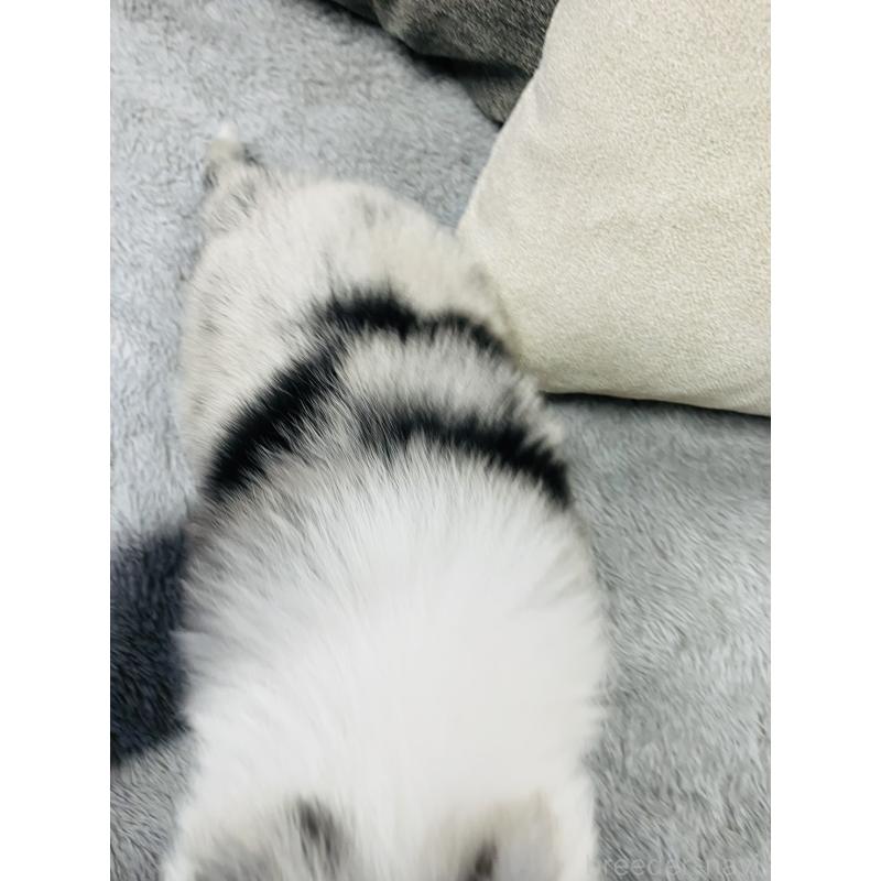 販売中の福岡県のボーダーコリー-433308の5枚目