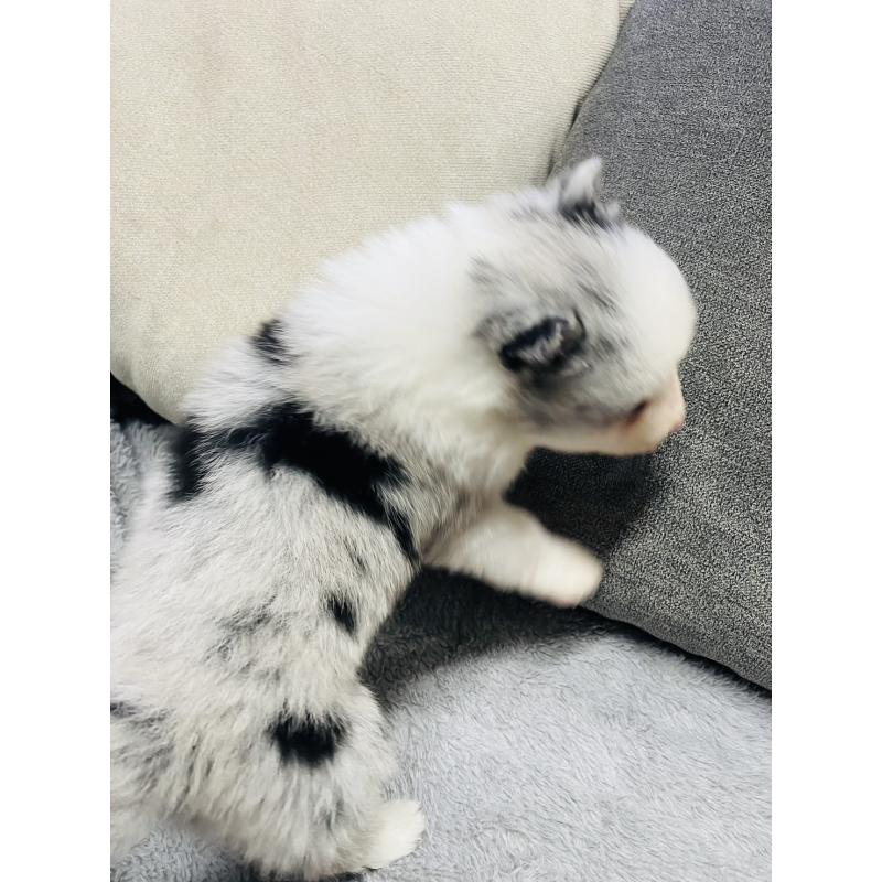 販売中の福岡県のボーダーコリー-433308の4枚目