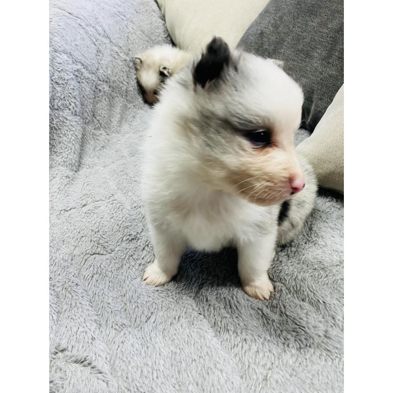 販売中の福岡県のボーダーコリー-433308の3枚目