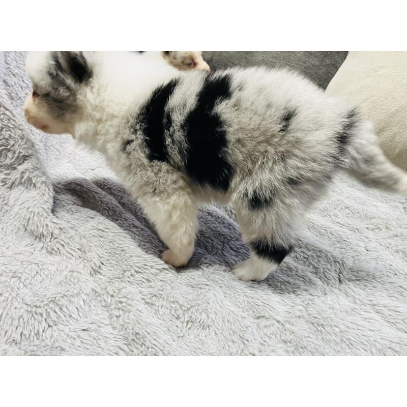 販売中の福岡県のボーダーコリー-433308の2枚目