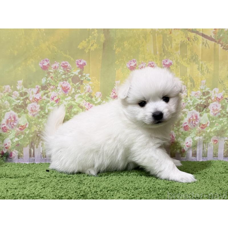 販売中の埼玉県の日本スピッツ-433309の3枚目