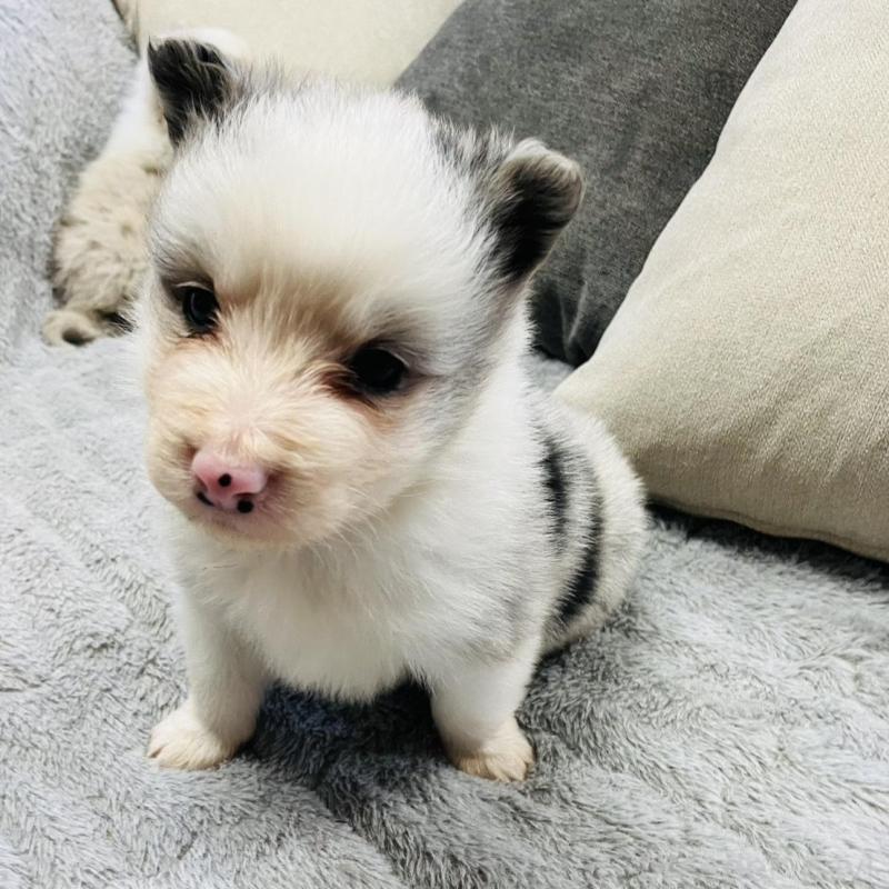 販売中の福岡県のボーダーコリー-433308の1枚目