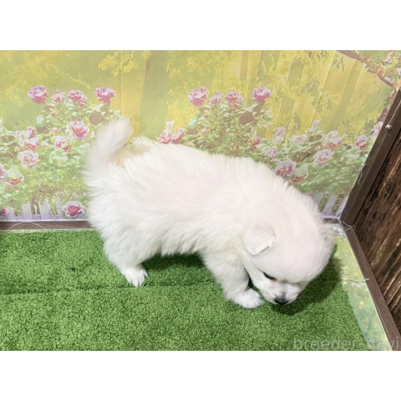 販売中の埼玉県の日本スピッツ-433309の2枚目