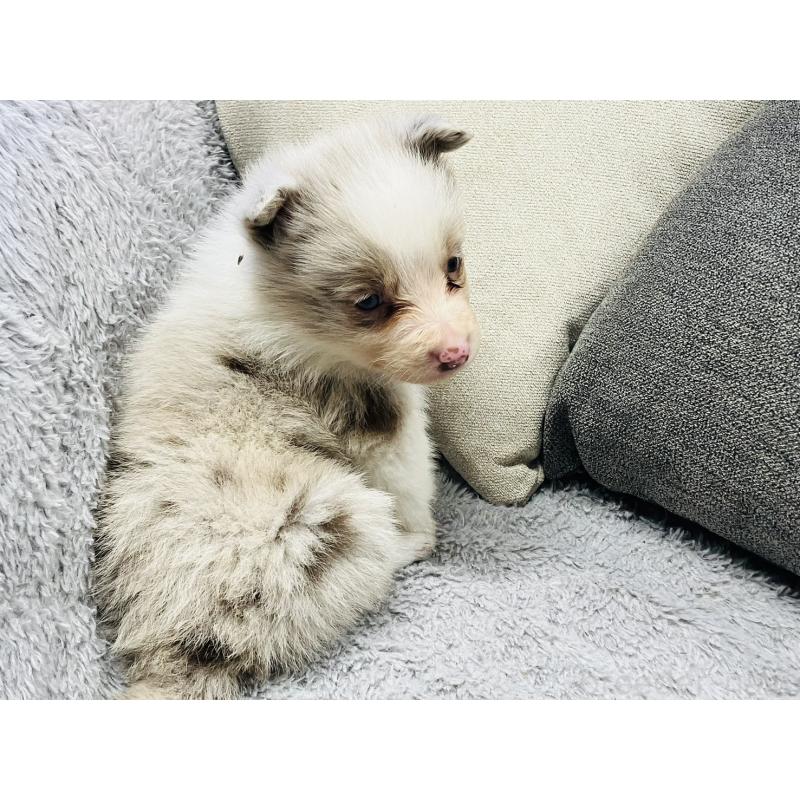 販売中の福岡県のボーダーコリー-433310の7枚目