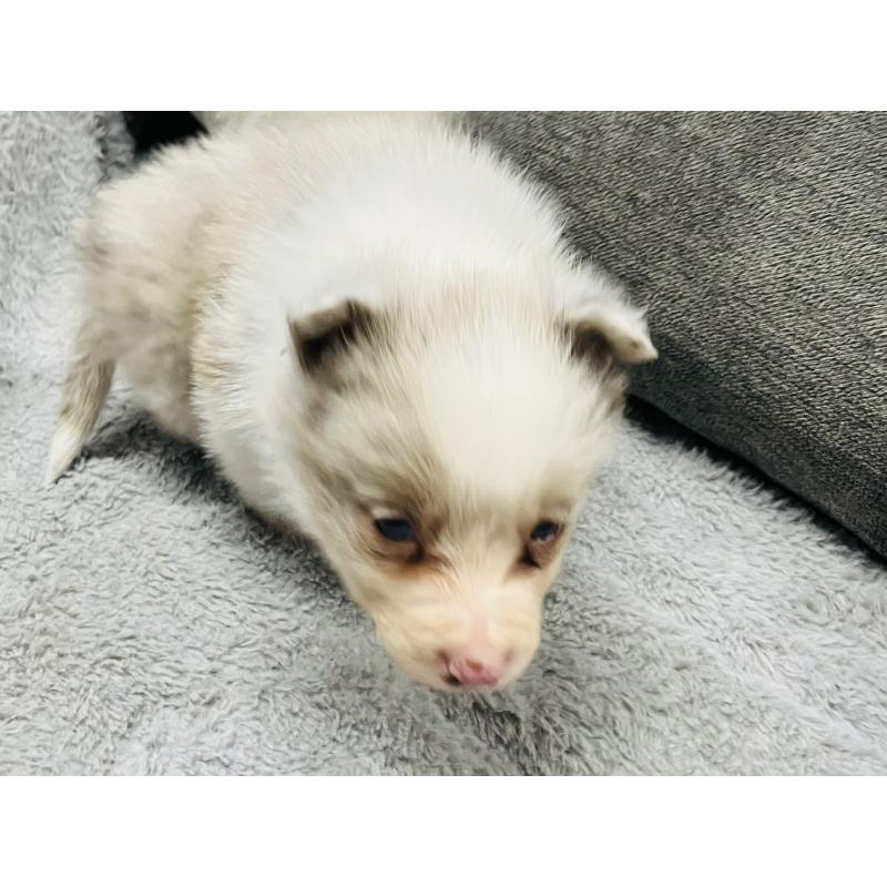 販売中の福岡県のボーダーコリー-433310の6枚目