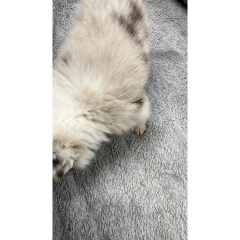 販売中の福岡県のボーダーコリー-433310の5枚目