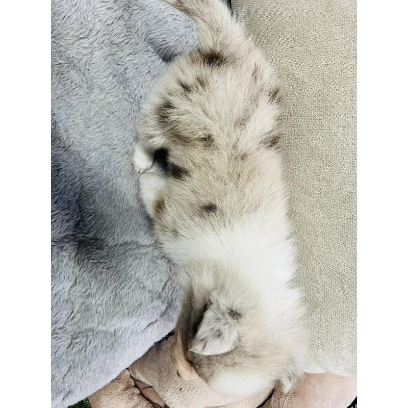 販売中の福岡県のボーダーコリー-433310の4枚目