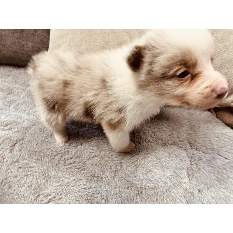 販売中の福岡県のボーダーコリー-433310の3枚目