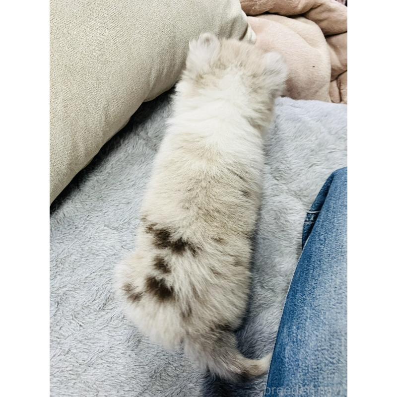 販売中の福岡県のボーダーコリー-433310の2枚目