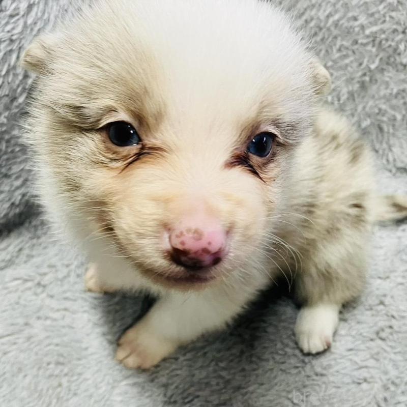 販売中の福岡県のボーダーコリー-433310