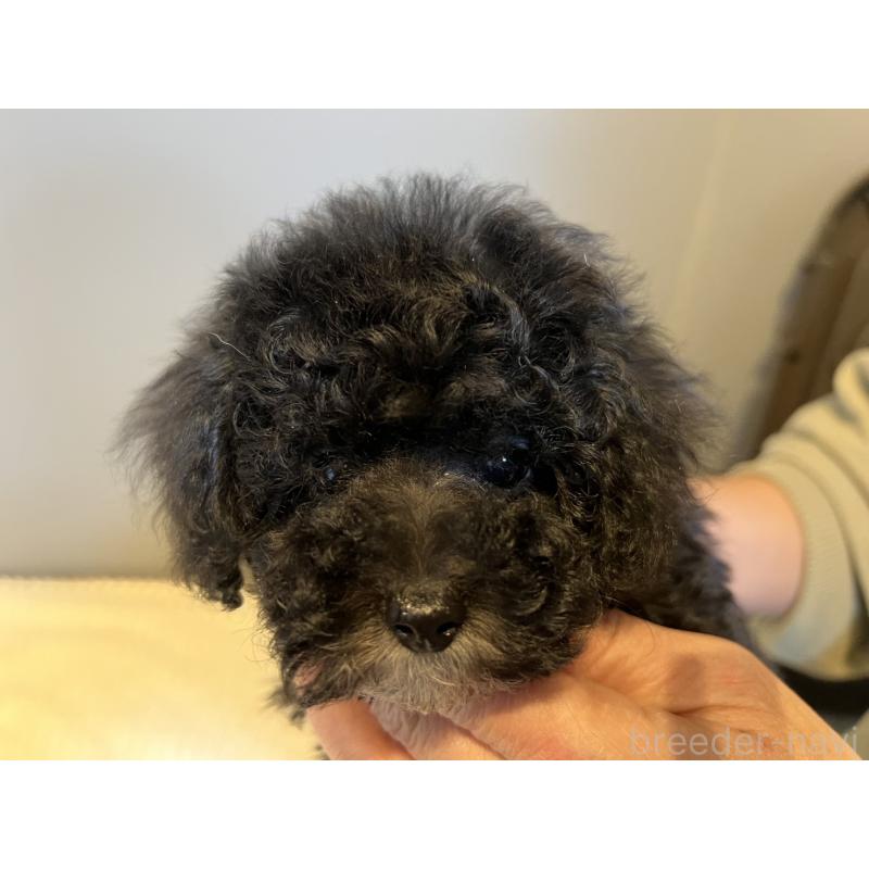 販売中の福岡県のトイプードル-433311の3枚目