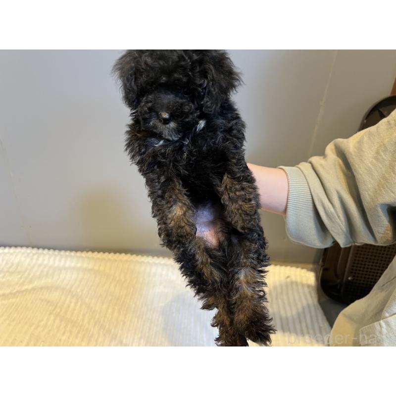 販売中の福岡県のトイプードル-433311の2枚目