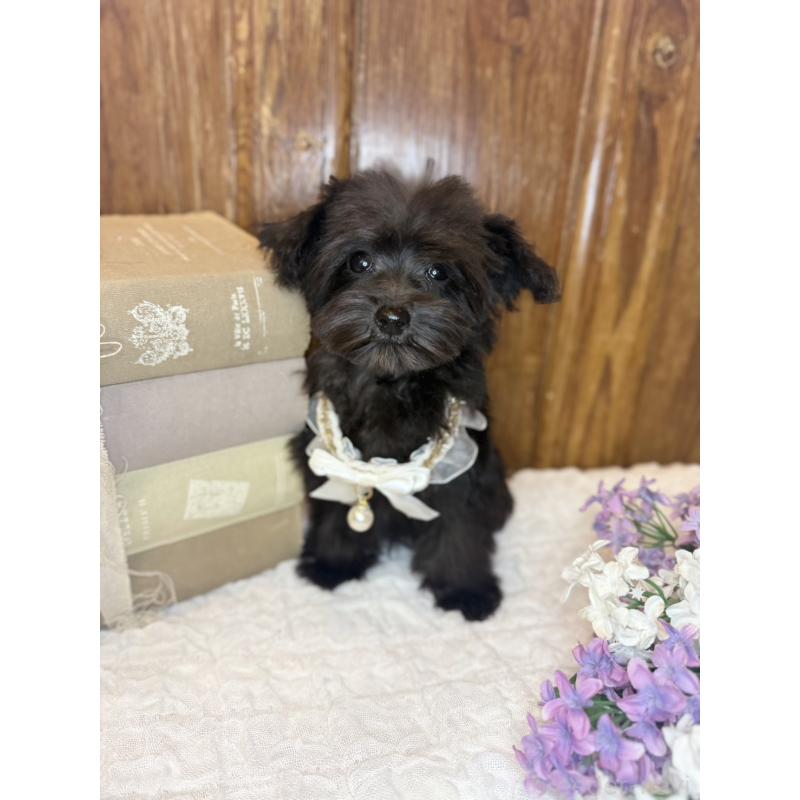 販売中の茨城県のミニチュアシュナウザー-433312の10枚目