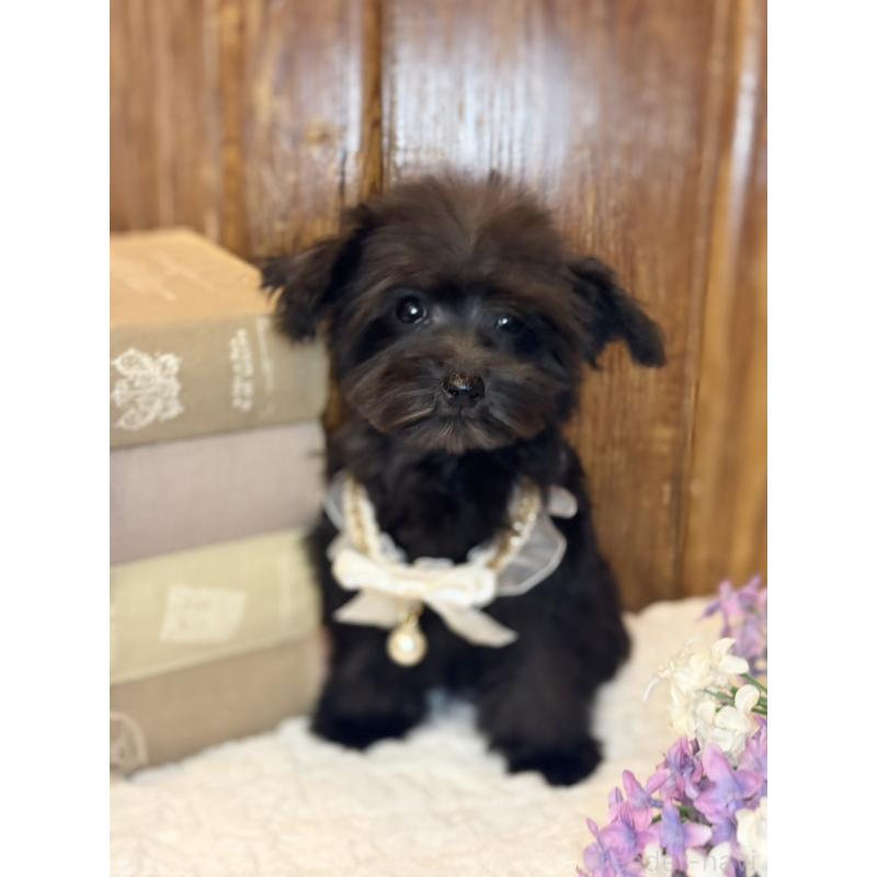 販売中の茨城県のミニチュアシュナウザー-433312の9枚目