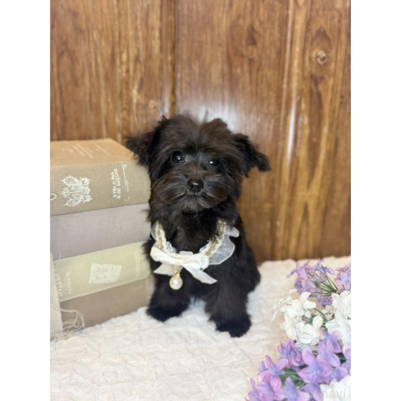 販売中の茨城県のミニチュアシュナウザー-433312の8枚目