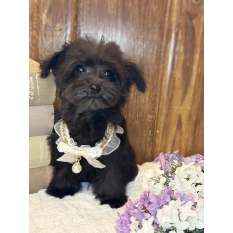 販売中の茨城県のミニチュアシュナウザー-433312の7枚目