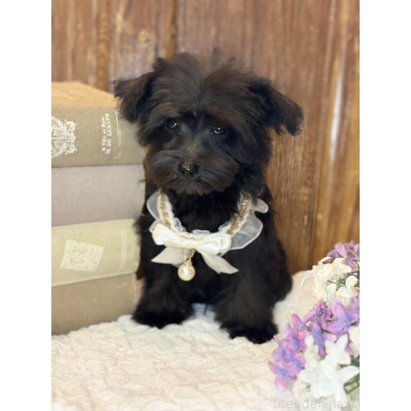 販売中の茨城県のミニチュアシュナウザー-433312の6枚目