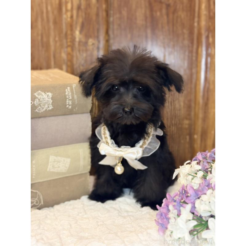 販売中の茨城県のミニチュアシュナウザー-433312の5枚目