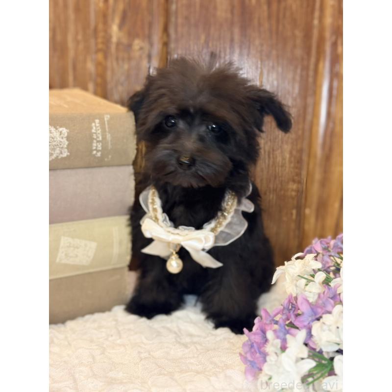 販売中の茨城県のミニチュアシュナウザー-433312の4枚目