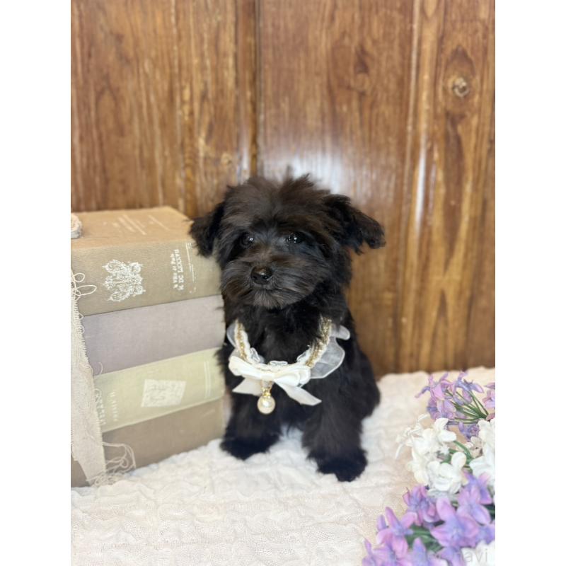 販売中の茨城県のミニチュアシュナウザー-433312の3枚目