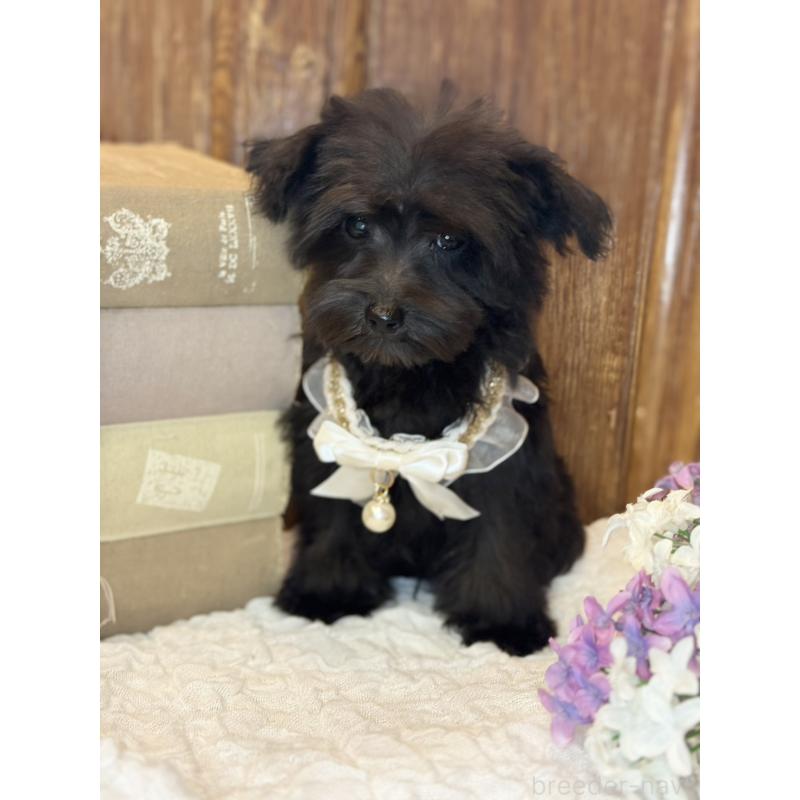 販売中の茨城県のミニチュアシュナウザー-433312の2枚目