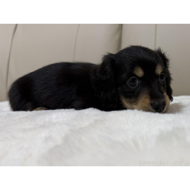 成約済の栃木県のミニチュアダックスフンド(ロングヘアード)-431040の6枚目