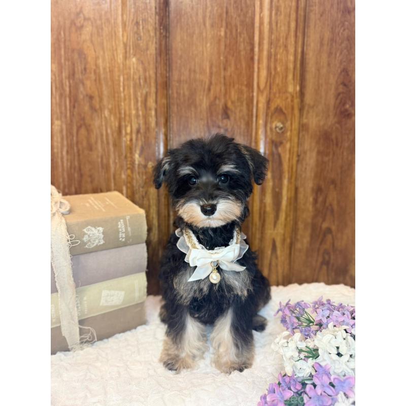 販売中の茨城県のミニチュアシュナウザー-433313の9枚目