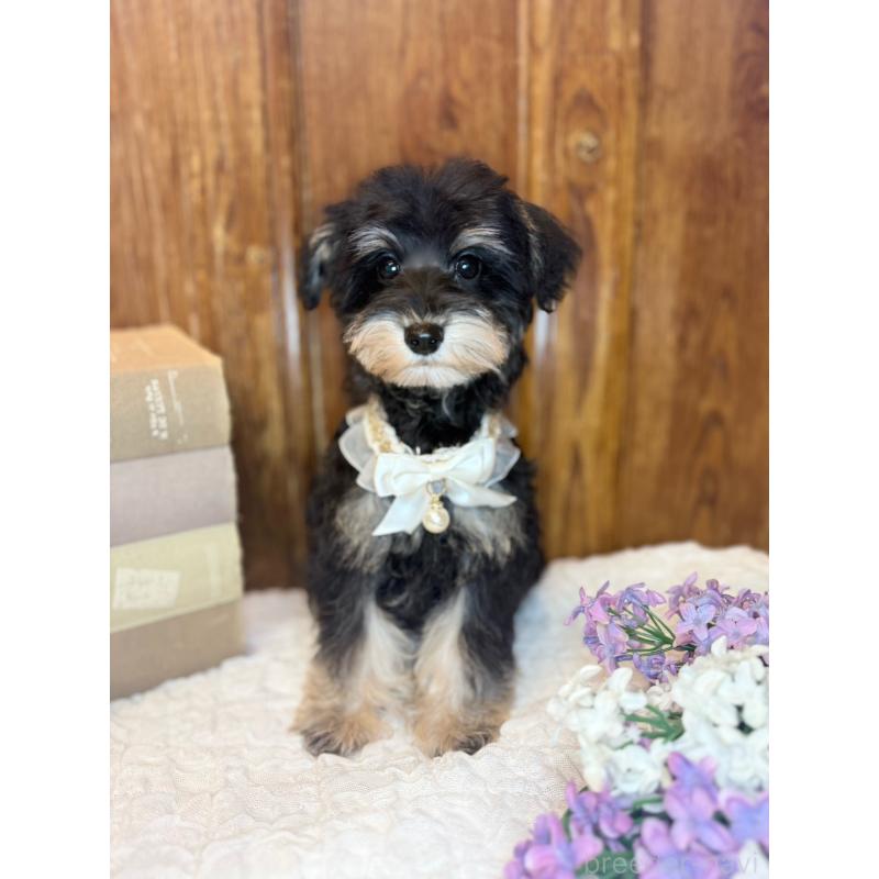 販売中の茨城県のミニチュアシュナウザー-433313の8枚目