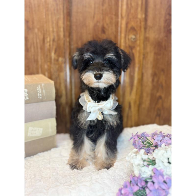 販売中の茨城県のミニチュアシュナウザー-433313の7枚目