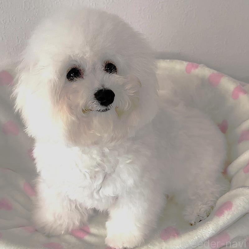 販売中の栃木県のビションフリーゼ-387352の1枚目