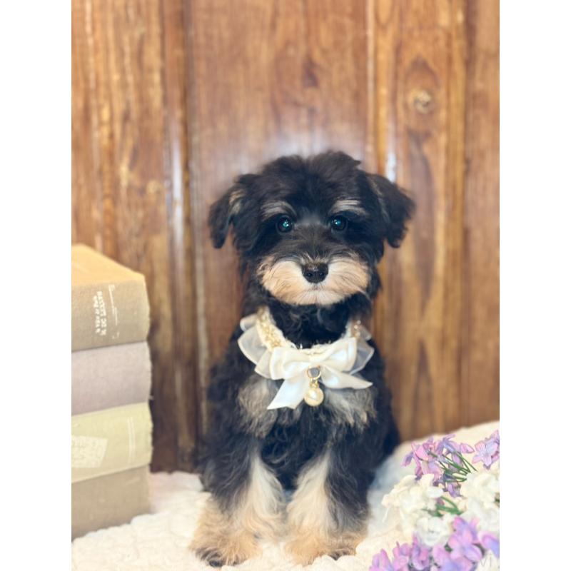 販売中の茨城県のミニチュアシュナウザー-433313の6枚目