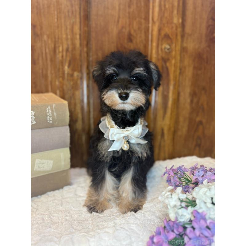 販売中の茨城県のミニチュアシュナウザー-433313の5枚目