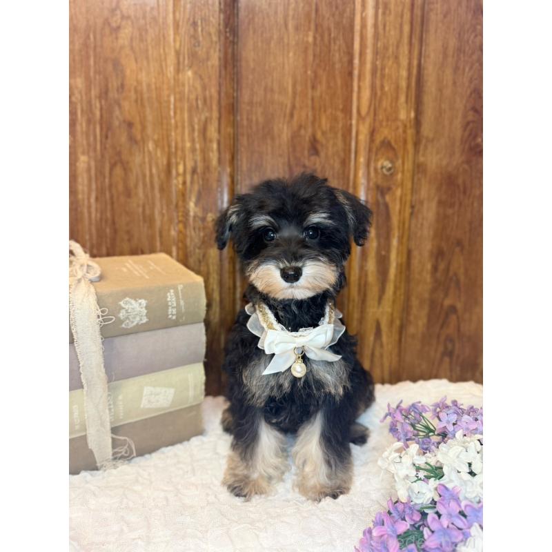 販売中の茨城県のミニチュアシュナウザー-433313の4枚目