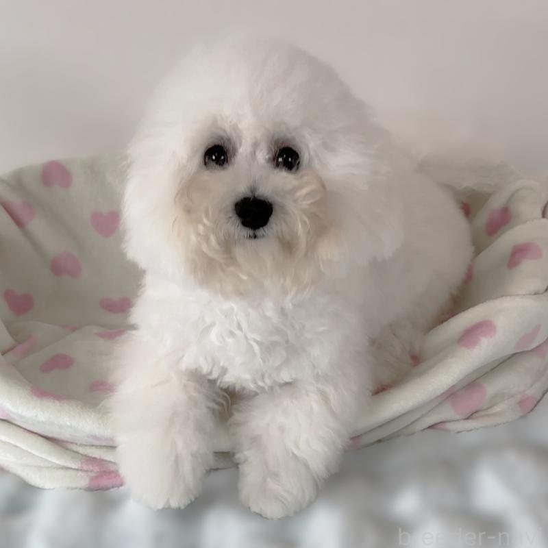 販売中の栃木県のビションフリーゼ-387352の4枚目