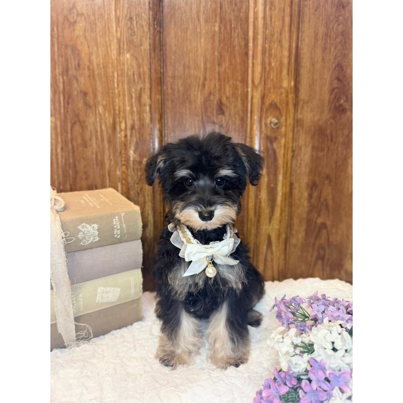 販売中の茨城県のミニチュアシュナウザー-433313の3枚目