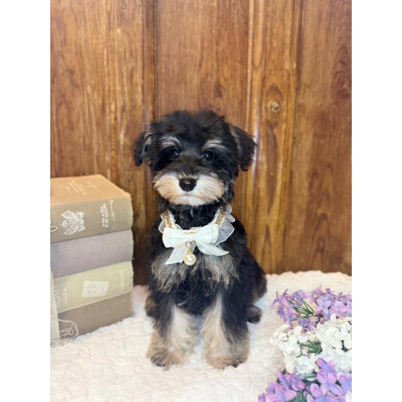 販売中の茨城県のミニチュアシュナウザー-433313の2枚目