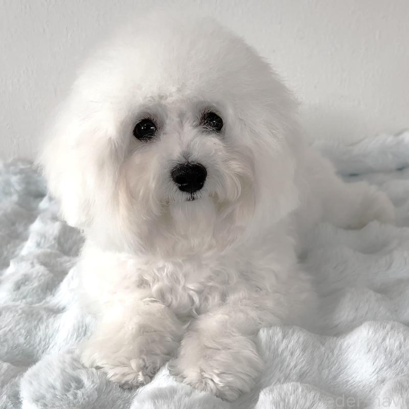 販売中の栃木県のビションフリーゼ-387352の3枚目