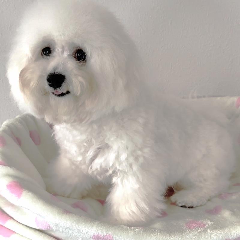 販売中の栃木県のビションフリーゼ-387352の2枚目