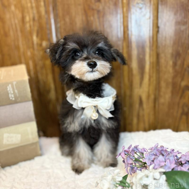 販売中の茨城県のミニチュアシュナウザー-433314